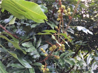 赏“十里长廊”生态美景 品张坝百年老树桂圆