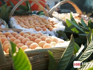 本周五 来成都天府熊猫塔邂逅攀枝花枇杷 不见不散!