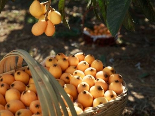 3月30日 攀枝花将在成都开启一场甜蜜枇杷盛宴