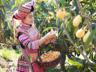 枇杷熟了!来攀枝花 品尝最好吃的早春枇杷