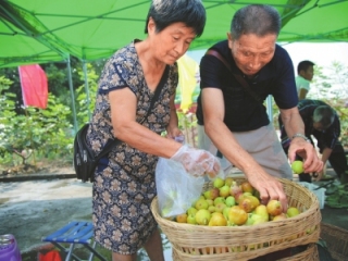 “甜城味”香飘全球 内江建设成渝经济区绿色优质农产品基地