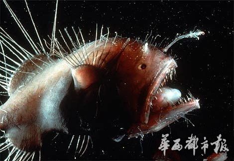 [睡前悦读]听说蛟龙号发现了神秘生物