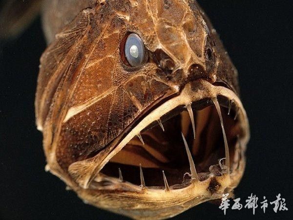 [睡前悦读]听说蛟龙号发现了神秘生物