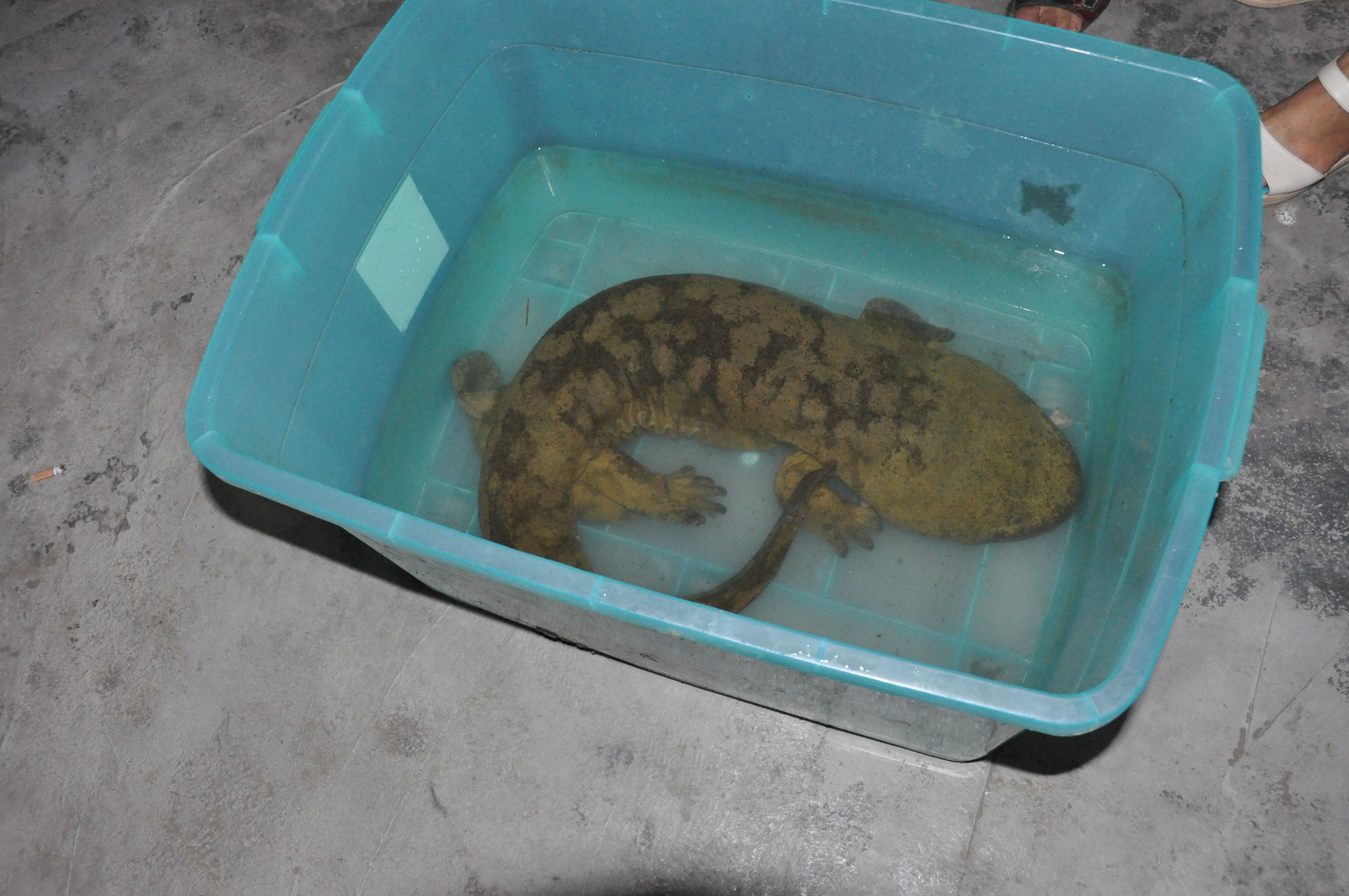 村民发现搁浅娃娃鱼上交