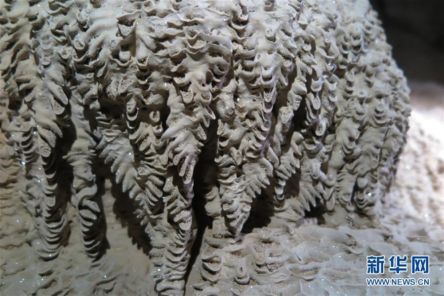 广西发现420米天坑 多种动植物不知名