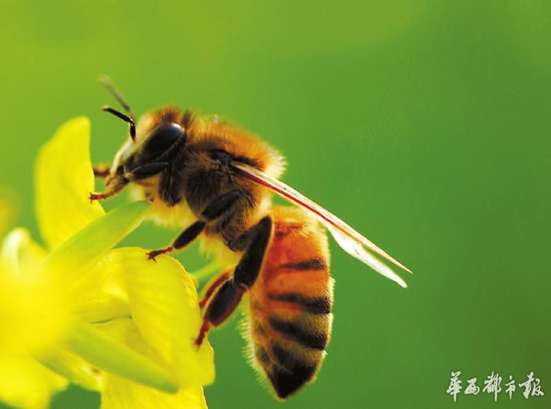 蜜蜂采蜜