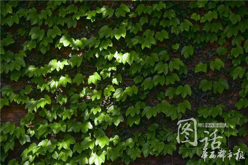 穿越百年的爬山虎惊现成都一中学