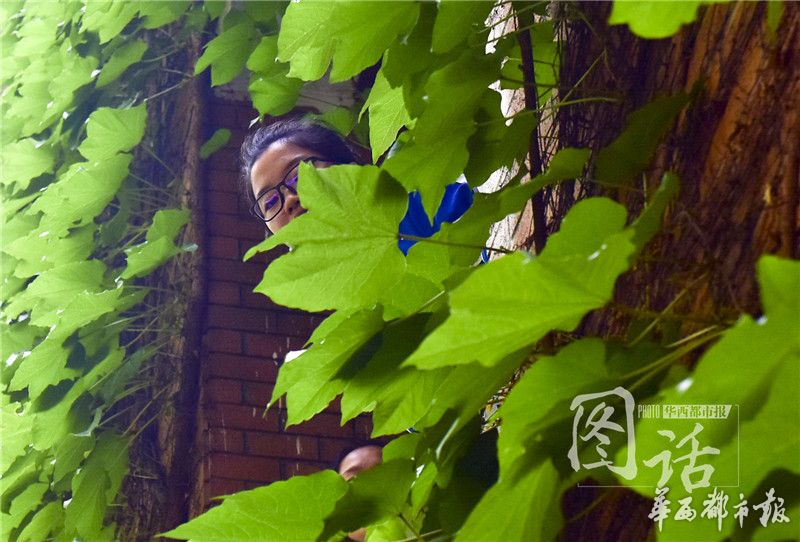 穿越百年的爬山虎惊现成都一中学