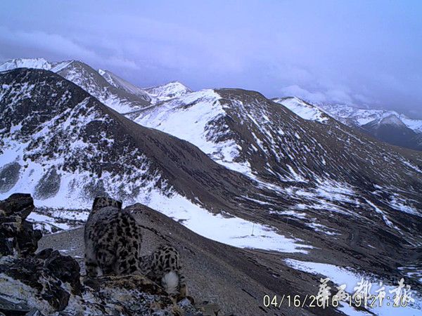 四川首次拍到三只雪豹同行画面 去年发现43处活动痕迹