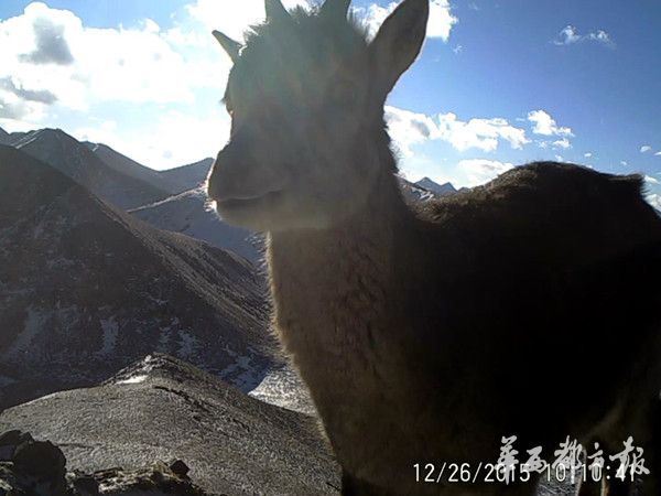 四川首次拍到三只雪豹同行画面 去年发现43处活动痕迹