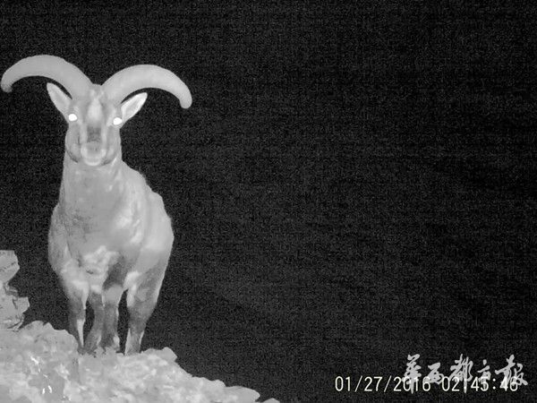 四川首次拍到三只雪豹同行画面 去年发现43处活动痕迹