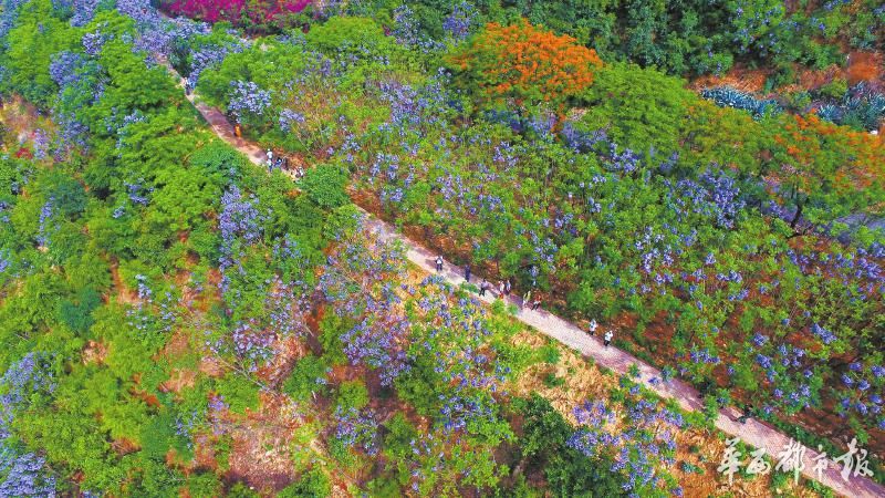 背土上山 攀枝花西区种出四川最大蓝花楹花海