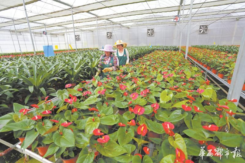 背土上山 攀枝花西区种出四川最大蓝花楹花海