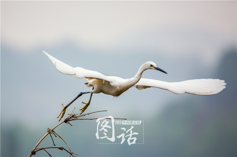 为留住白鹭栖息地 雅安一施工便道紧急改线路