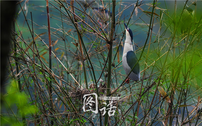 为留住白鹭栖息地 雅安一施工便道紧急改线路