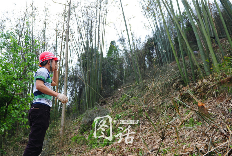 为留住白鹭栖息地 雅安一施工便道紧急改线路