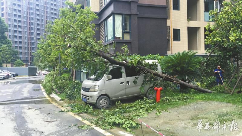大风刮倒树木压坏小区内4辆小车 未收停车费赔偿引争议