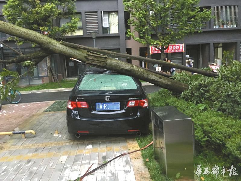 大风刮倒树木压坏小区内4辆小车 未收停车费赔偿引争议