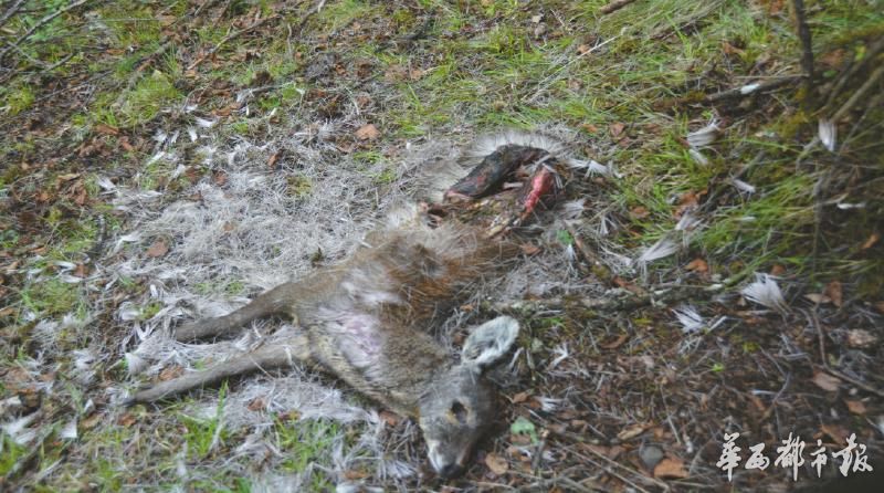 开餐馆打掩护 “家族团伙”盗猎马麝十余只