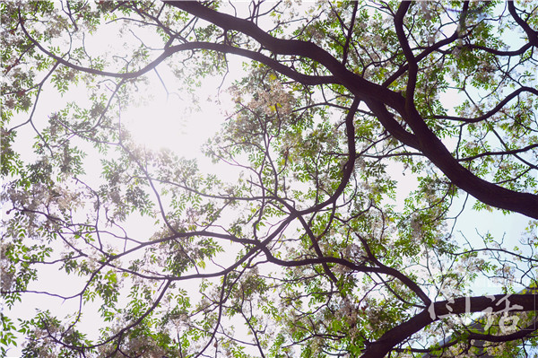 小雨轻风落楝花 成都街头这种花树你认识么?