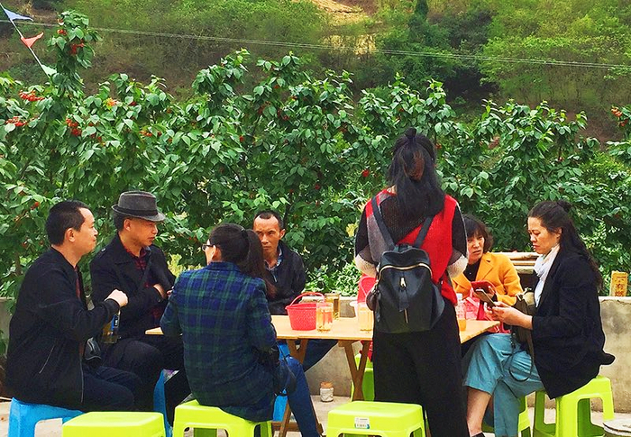 2099114363.jpg 一颗红樱桃 火了小山村