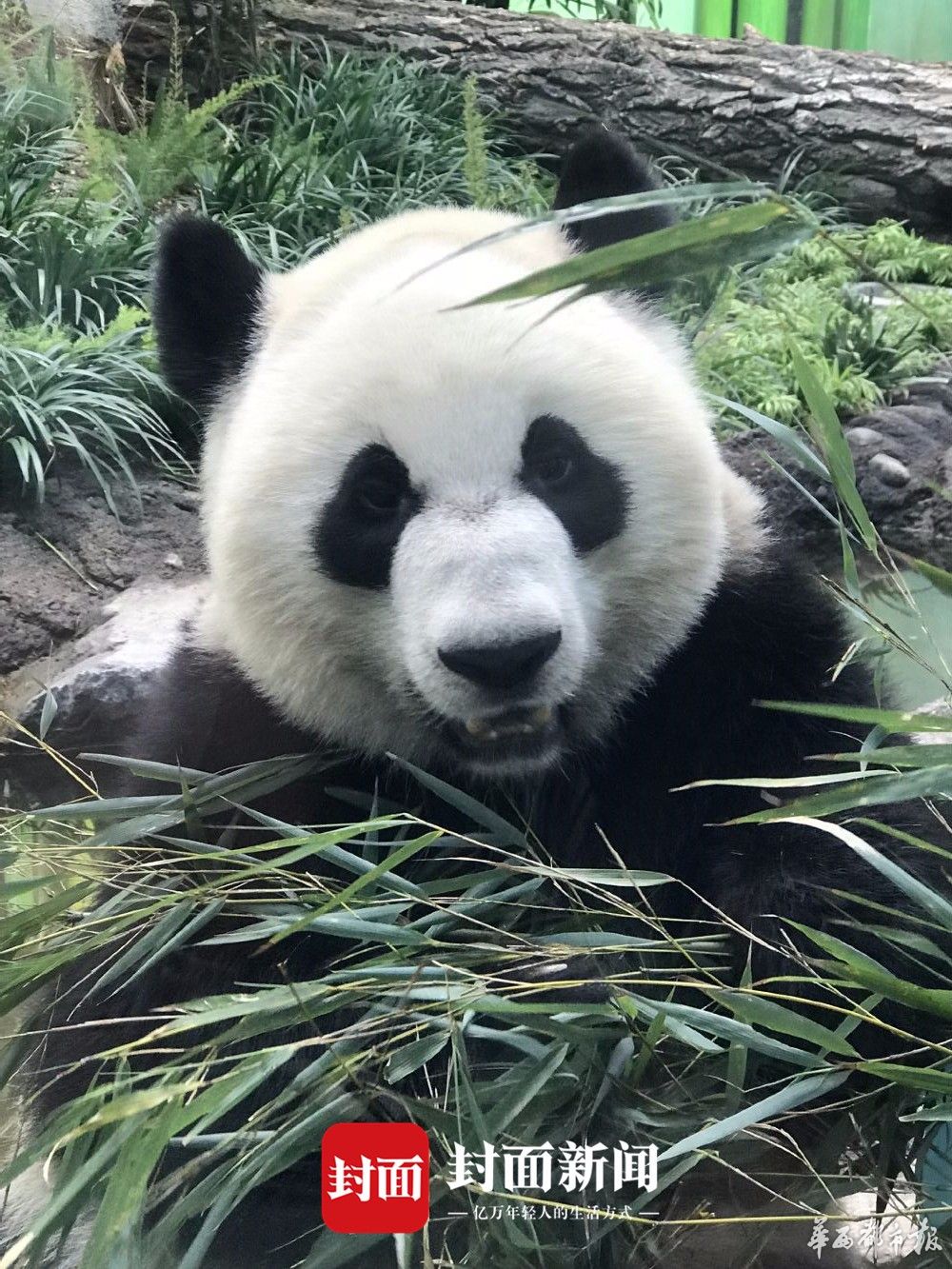 成都旅加大熊猫大毛一家四口乔迁卡尔加里后