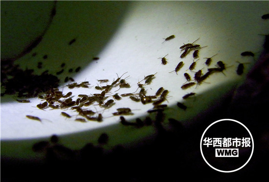 专家说小虫鞘翅目粉蠹科的一种蠹虫