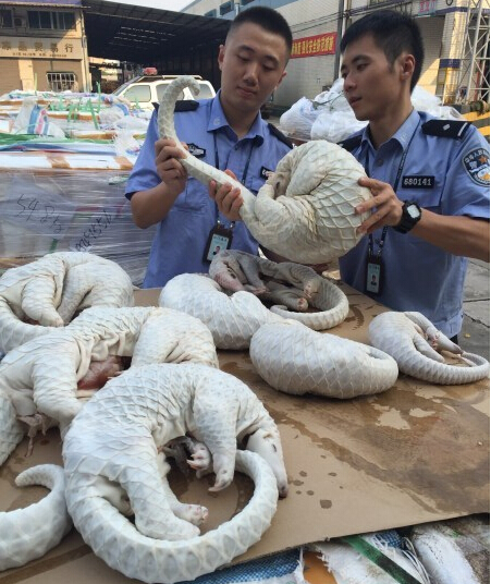 据有关专家介绍,穿山甲是名副其实的森林卫士,主要以白蚁和蚂蚁为食.