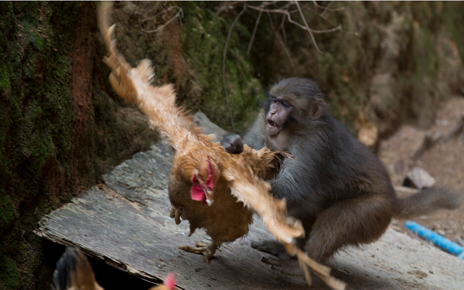 野猴霸占广州民宅两个多月 与鸡狗打成一片 村民敢怒不敢言