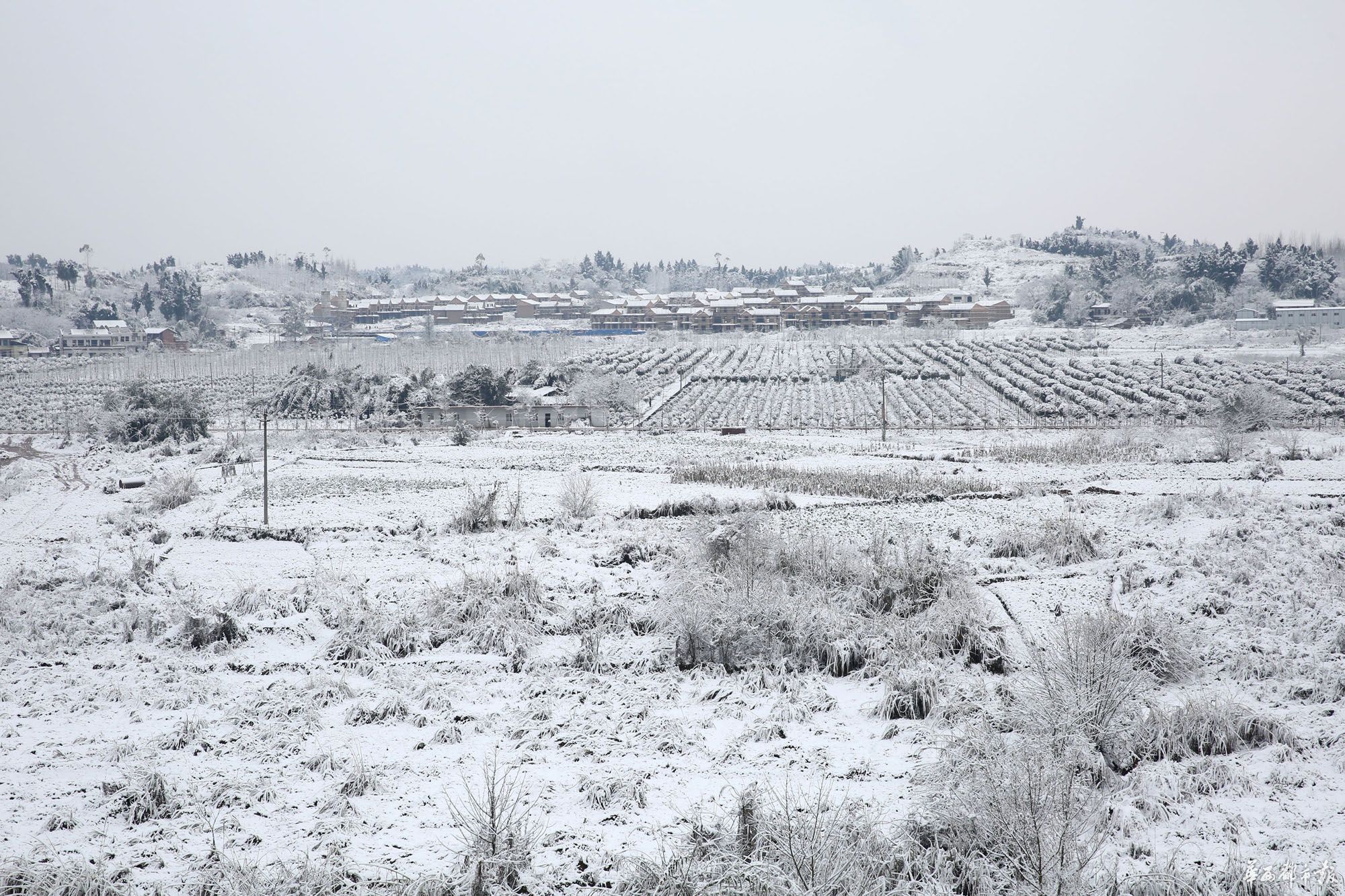 内江市东兴区田家镇的田野里一片银装素裹.