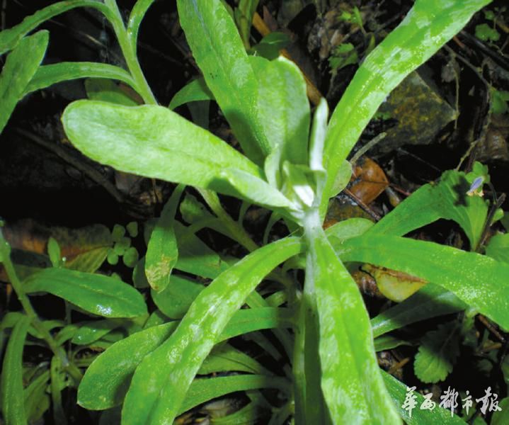 为什么被吃了上千年 荠菜仍然是野菜