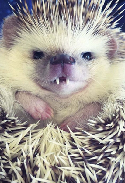 美小刺猬因"吸血鬼牙"爆红网络