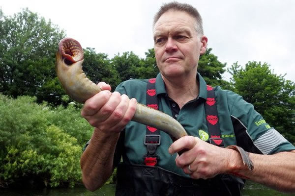 长着剃刀般锋利牙齿,被人们昵称为"吸血鬼鱼"(dracula fish)的七鳃鳗