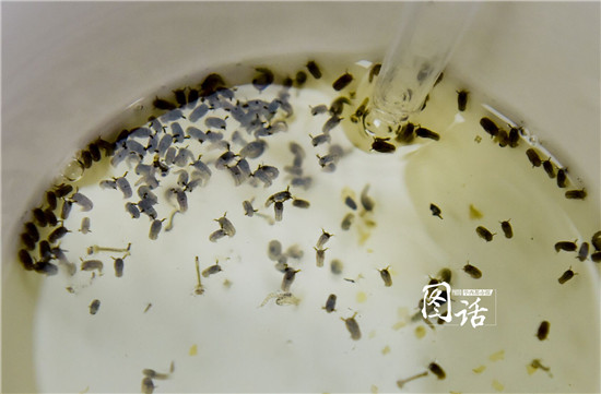 四川4地蚊子"战斗力"对比 成都野蚊子抗药性最强