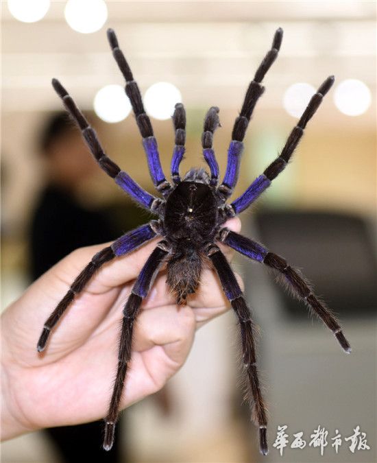 世界蜘蛛展来了比巴掌大的蜘蛛还有上亿年的蜘蛛化石