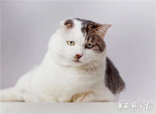 全身白尾巴黑,古人给这种猫取名:雪里拖枪