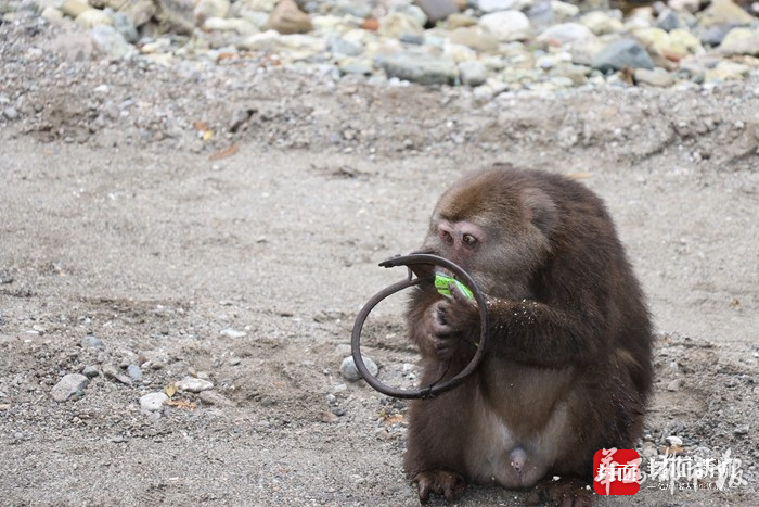 野生藏酋猴遭遇捕兽夹下山"求救"续:遭遇捕兽夹小猴子自断前臂