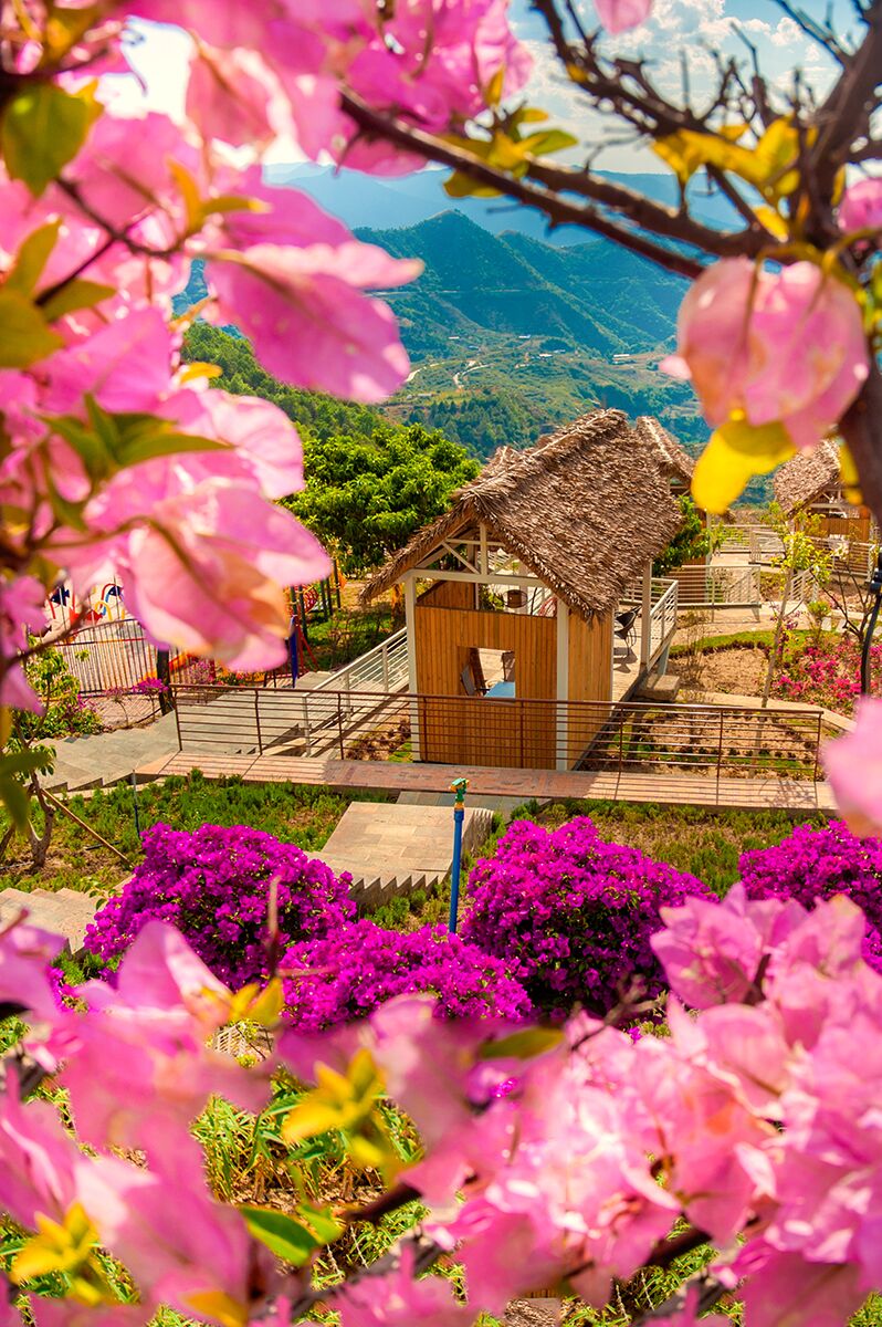 攀枝花花舞人间三角梅 王东摄