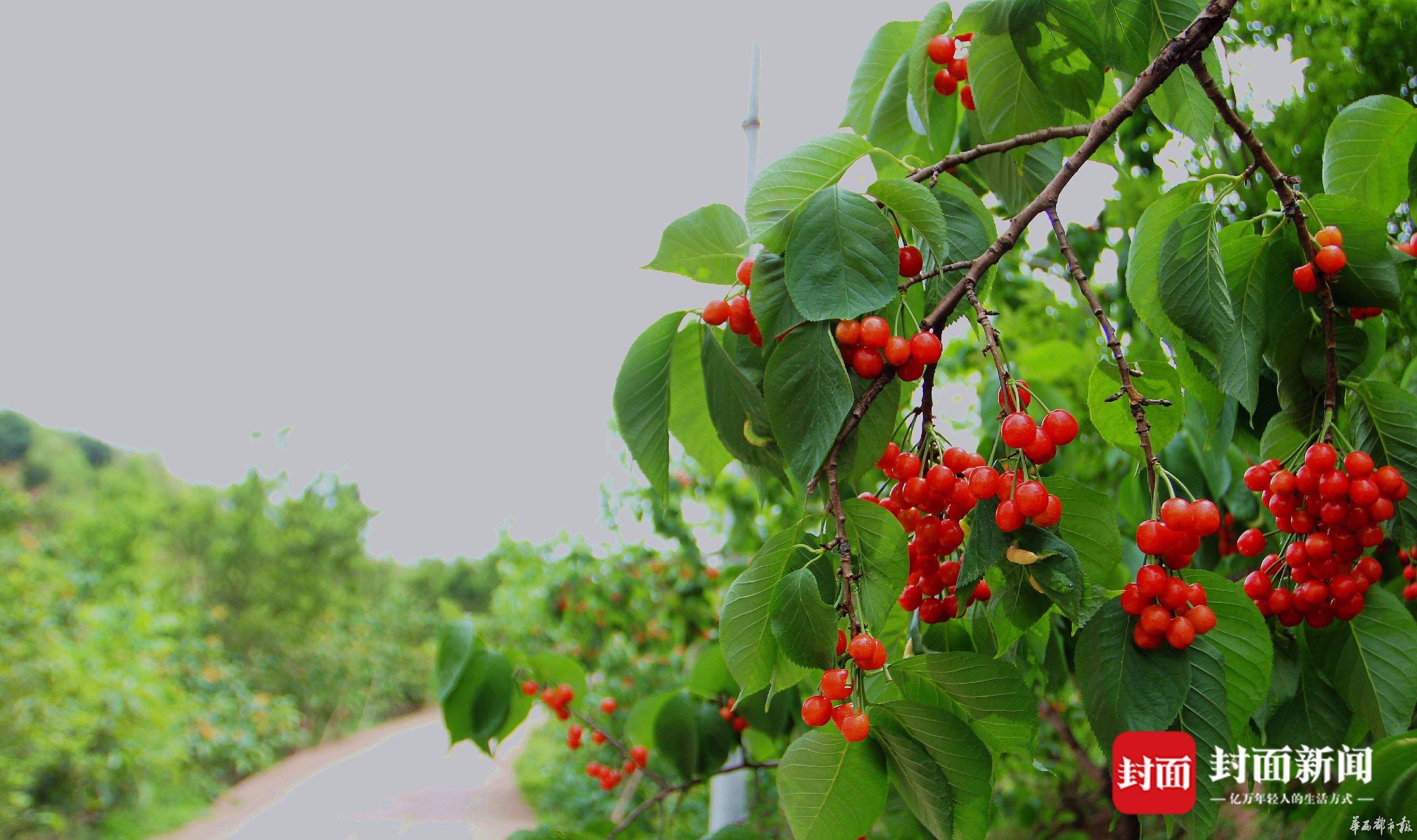 龙泉山脉樱桃提前半个月熟了 青白江迎来第一批樱桃"吃货"