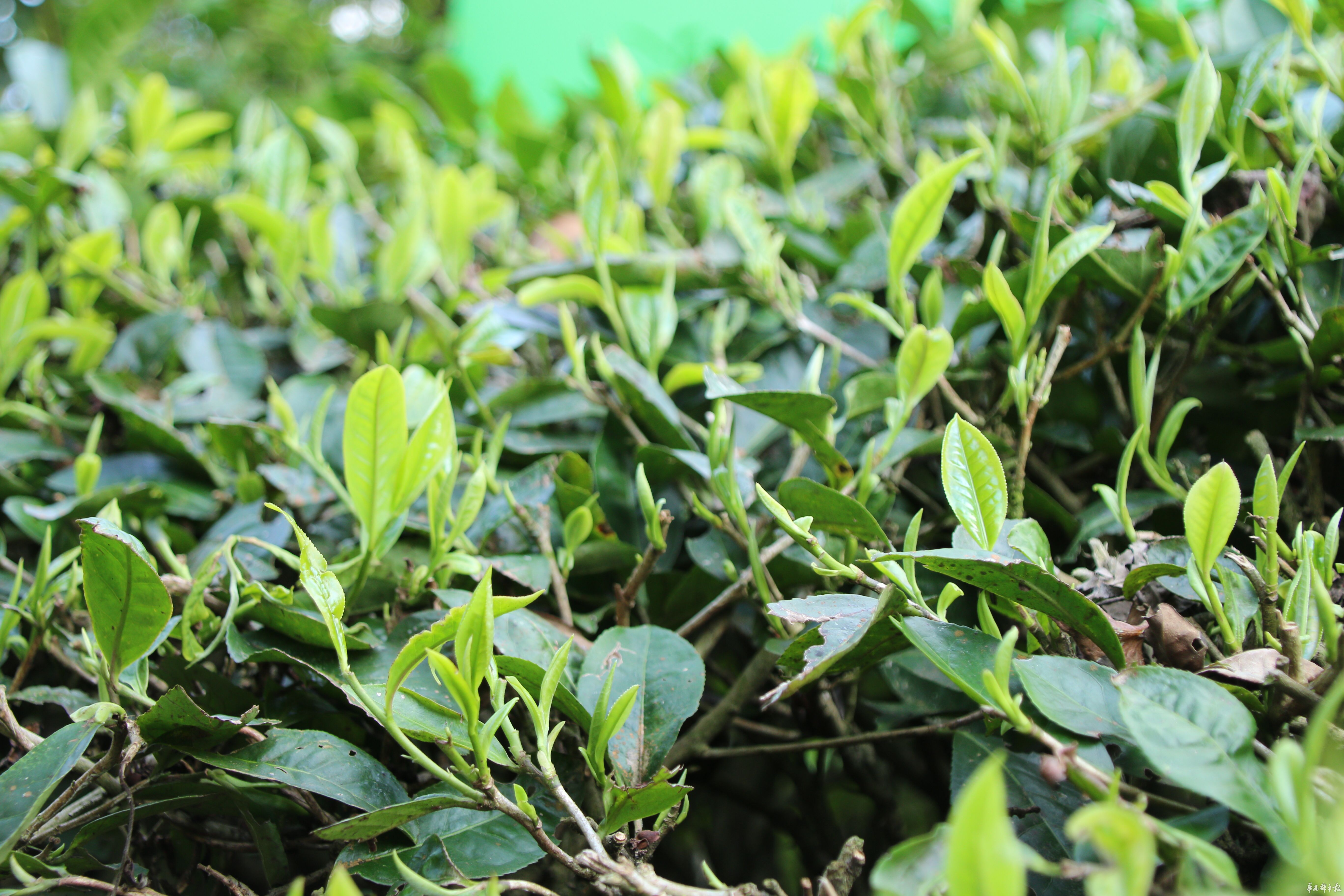 每日更新 正文先后完成立体茶园开垦,多品种组合种植,茶树不同修剪