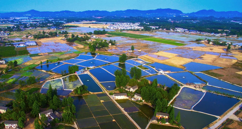 安西感受鱼塘边的邻里情——2019新津县社区邻里节23日将在安西镇举行