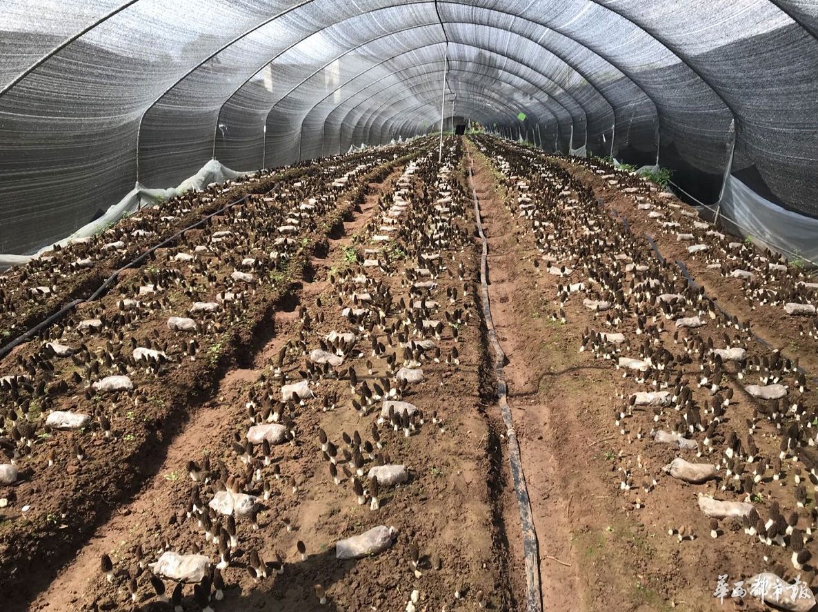 栽下梧桐树专项小组为羊肚菌产销服务金堂县赵家镇种植食用菌已有30多